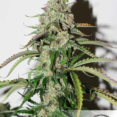 AutoColorado Cookies ®