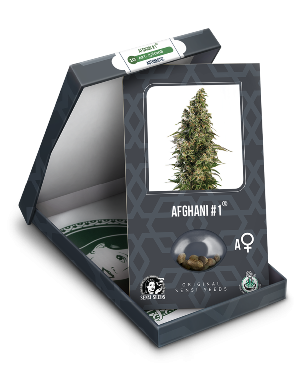 Afghani #1 Automatic Seeds