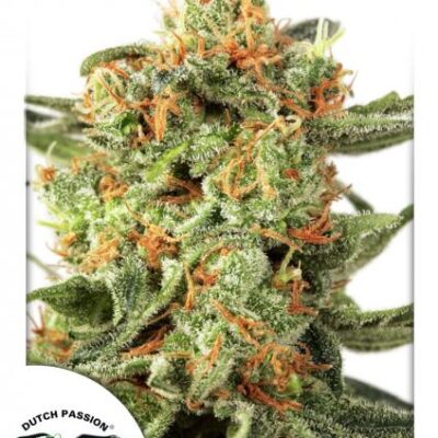 Orange Hill Special®