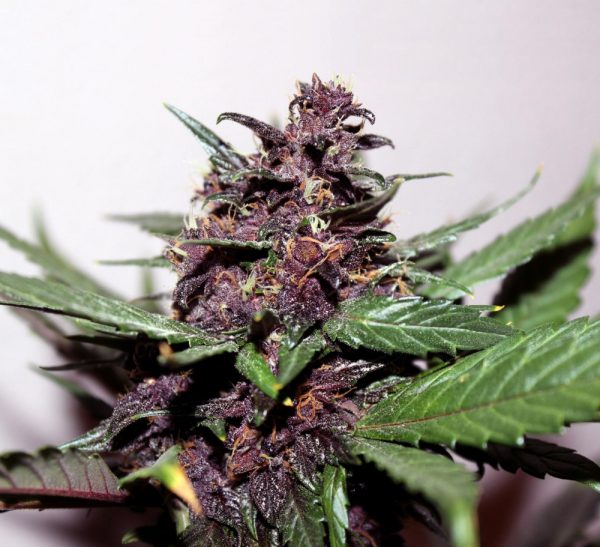 SWISS DREAM ROSÉ AUTO CBD