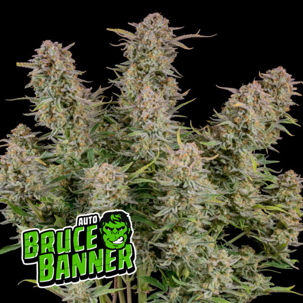 FastBuds Bruce Banner Auto