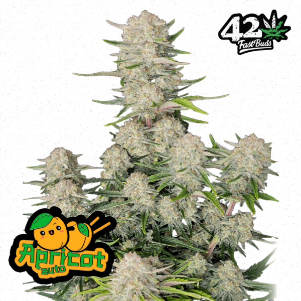 FastBuds Apricot Auto