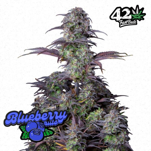 FastBuds Blueberry Auto