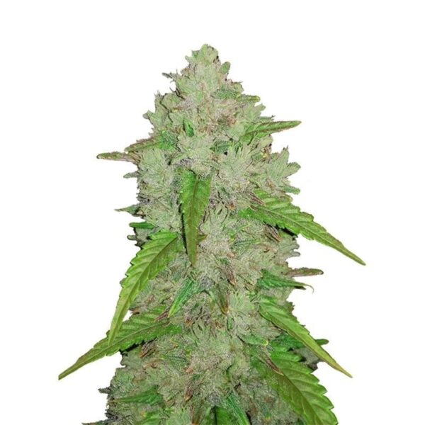 FastBuds Amnesia Z Auto