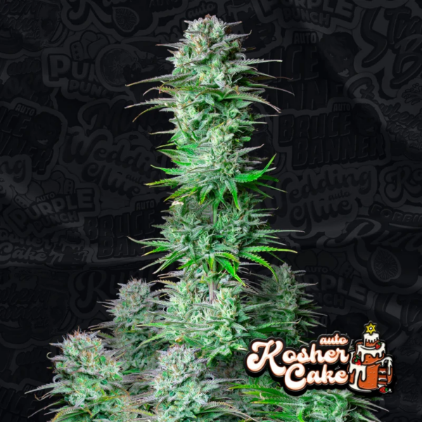 FastBuds Kosher Cake Auto