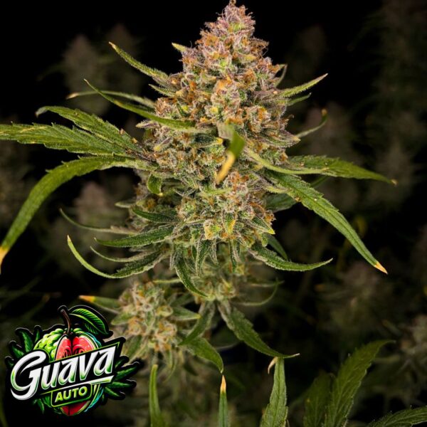 FastBuds Guava Auto™