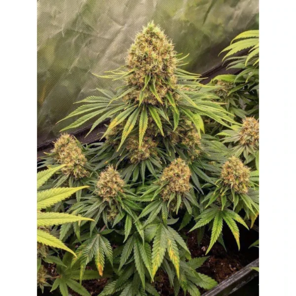 CBD Mazar