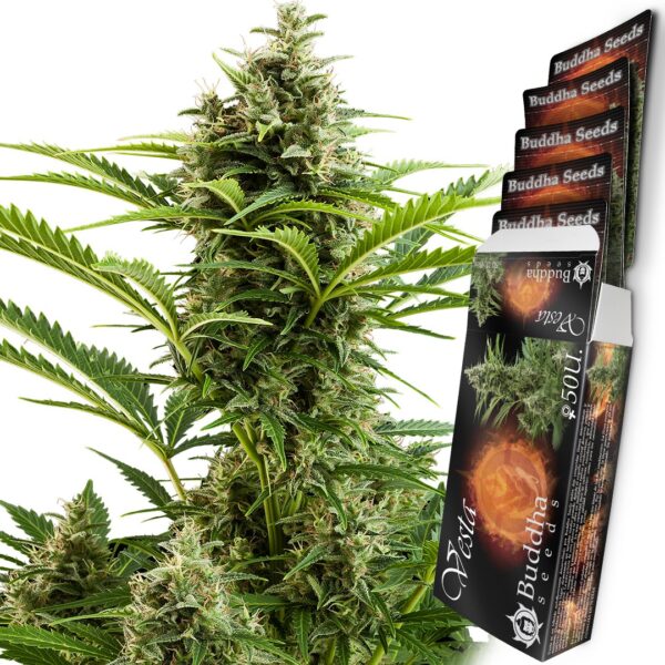 Vesta Autoflowering