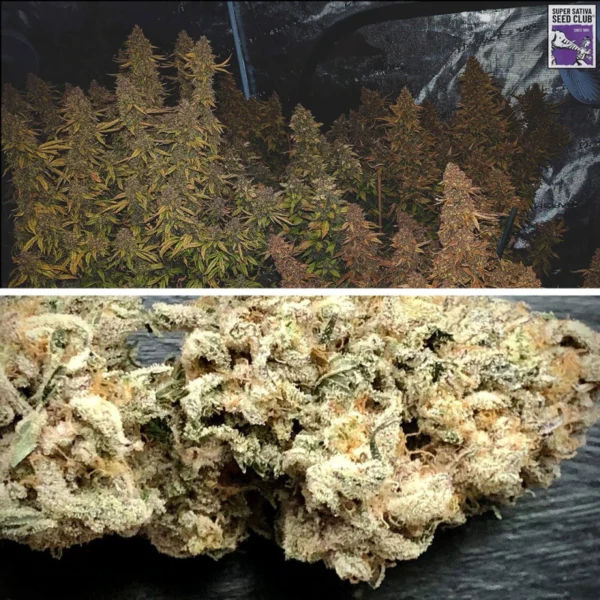 Auto Sweet Bourbon Kush