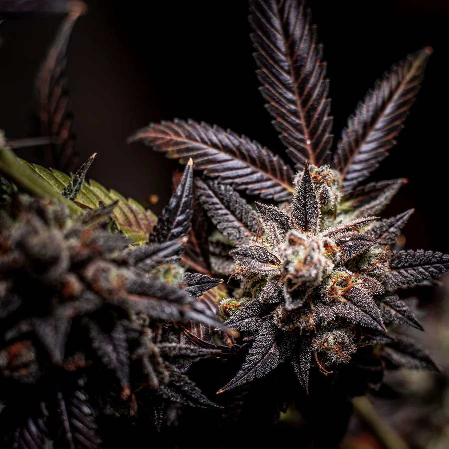 SMASH - Blueberry BLACK GENETICS FEM 3KS – Obrázok 2