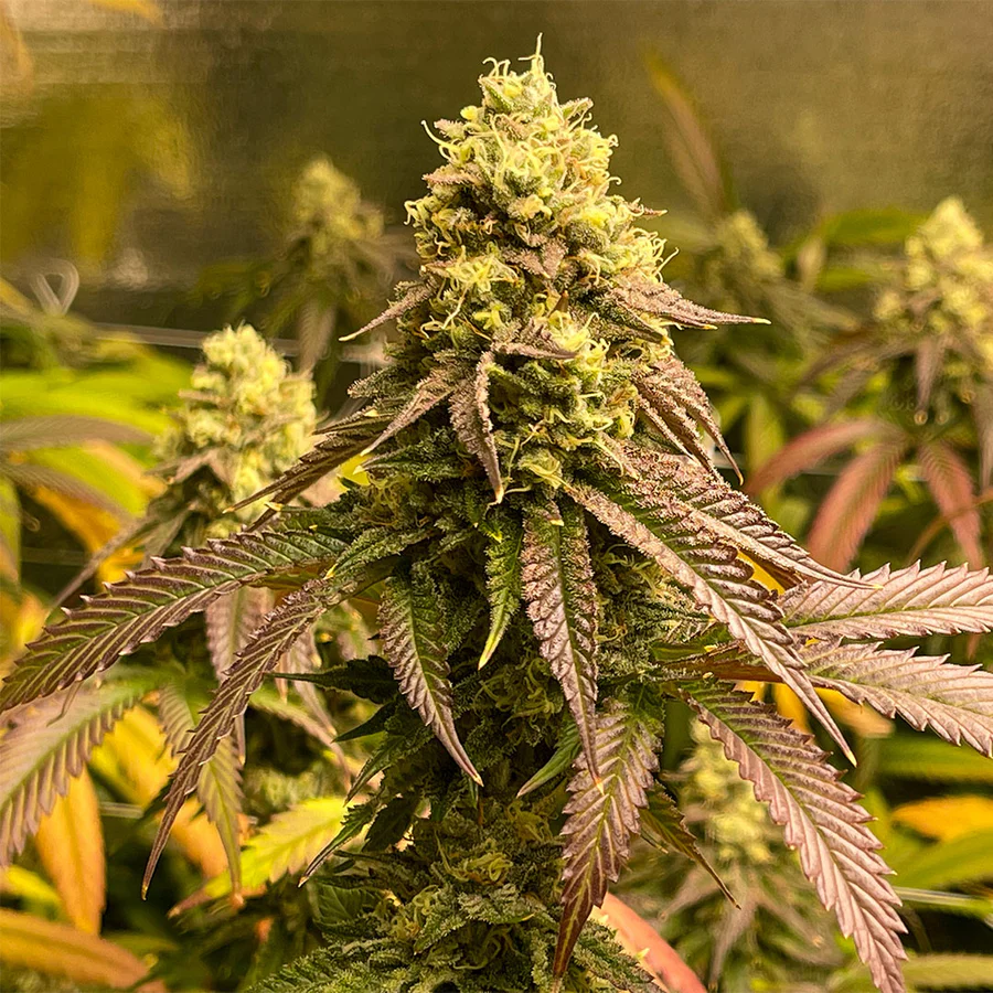 SMASH - Chocolop BLACK GENETICS FEM 3KS – Obrázok 2