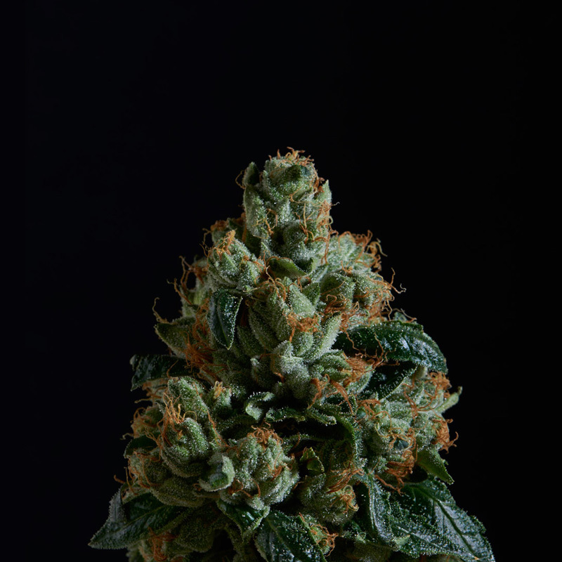 SMASH - True OG BLACK GENETICS FEM 3KS – Obrázok 2