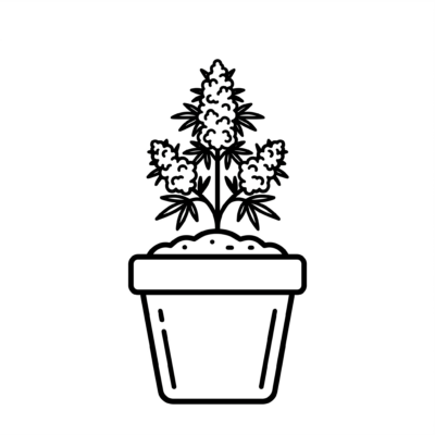 FastBuds Autoflowering
