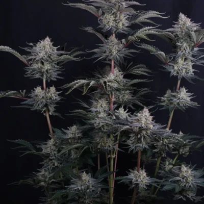 Mendo Frost Auto - Fast Buds 420